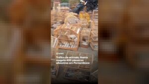 Tráfico de animais: Ibama resgata 400 pássaros silvestres em Pernambuco