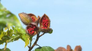 Baixo lucro em safra de urucum preocupa produtores da Nova Alta Paulista