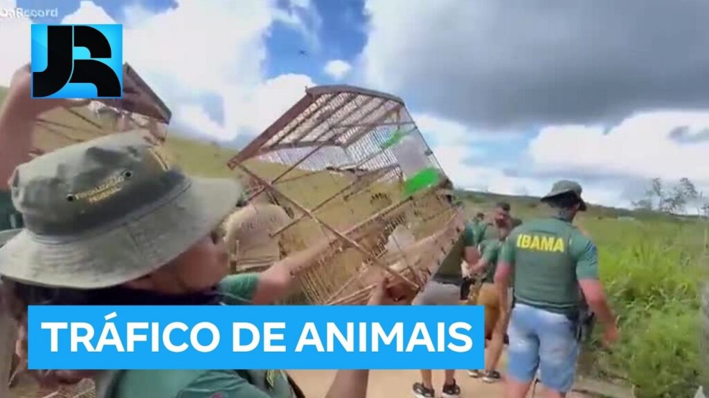 Operação do Ibama prende 27 pessoas por tráfico de animais silvestres em Pernambuco
