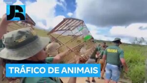 Operação do Ibama prende 27 pessoas por tráfico de animais silvestres em Pernambuco